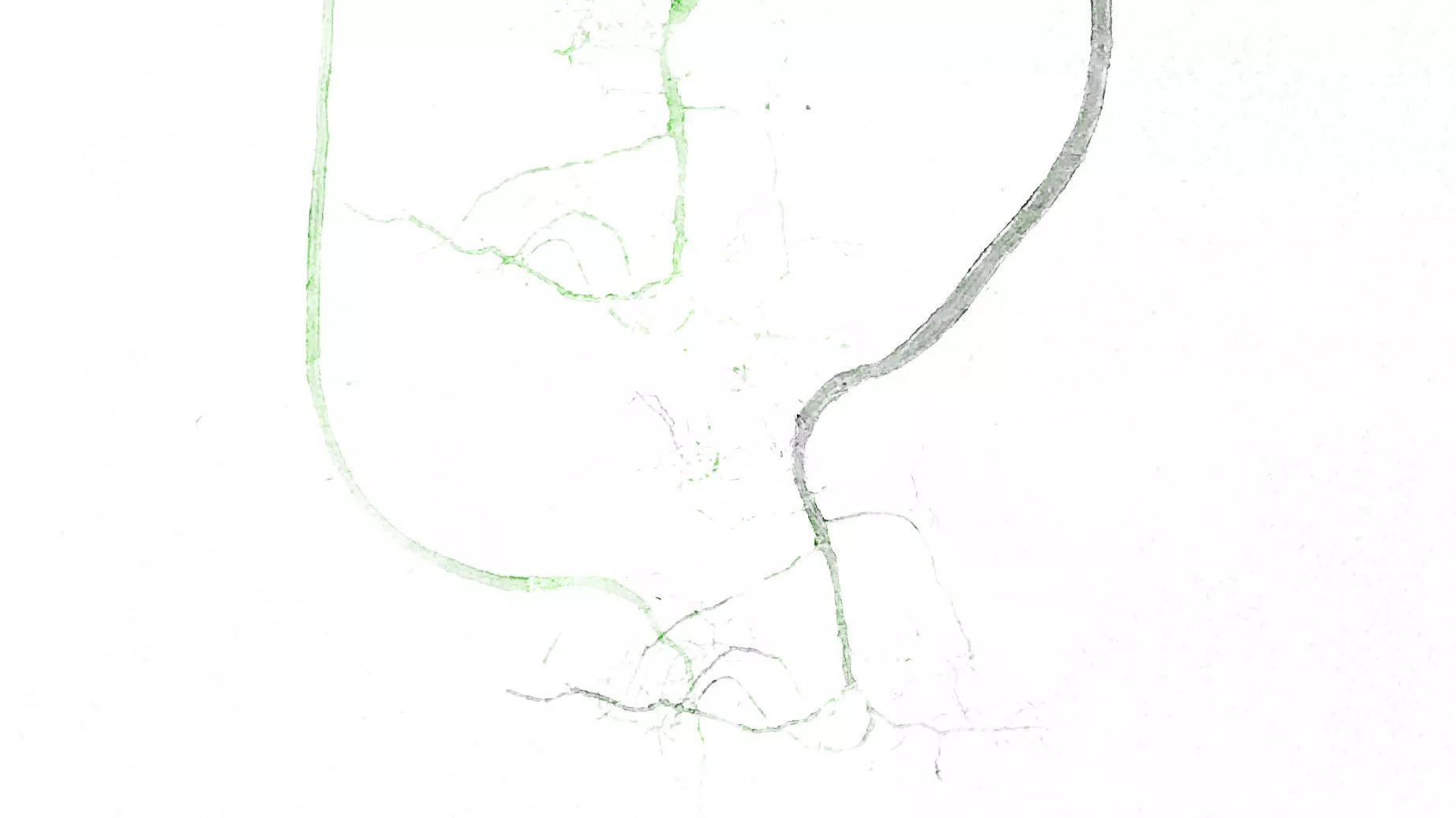 Closeup of root silhouettes.